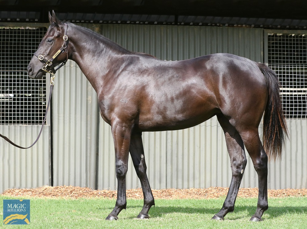 2021 Adelaide Yearling Sale Lot 317 Bullbars (AUS) Realise the